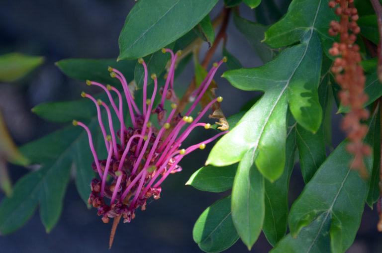 Grevillea 'Fanfare'