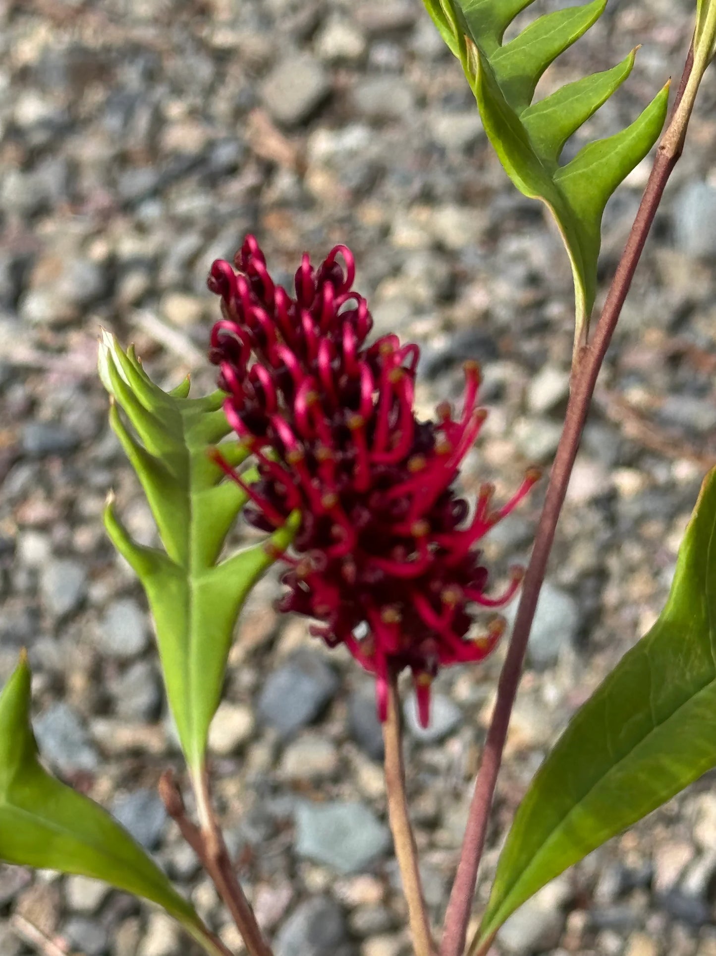 Grevillea 'Fanfare'