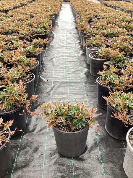 Grevillea ‘Fishbone Flat’ (Fish Bone Flat Grevillea)