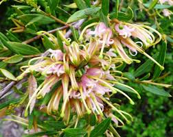 Grevillea ‘Forest Rambler’ (Forest Rambler Grevillea)