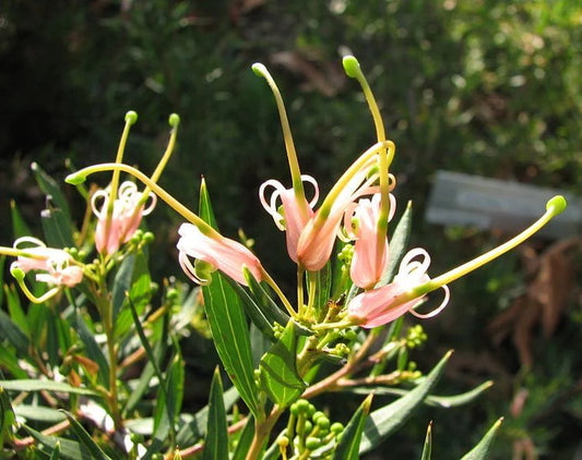 Grevillea ‘Forest Rambler’ (Forest Rambler Grevillea)