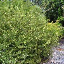 Grevillea ‘Forest Rambler’ (Forest Rambler Grevillea)