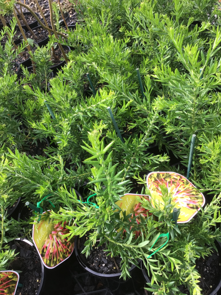 Grevillea ‘Hills Jubilee’ (Hills Jubilee Grevillea)