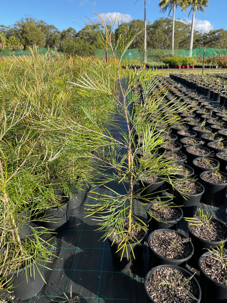 Grevillea 'Honey Barbara'