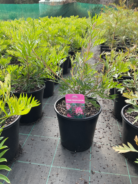 Grevillea Hybrida ‘Pink Profusion’ (Pink Profusion Grevillea)