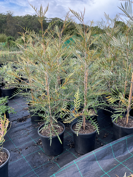 Grevillea Hybrida ‘Strawberry Blonde’ (Strawberry Blonde Grevillea)