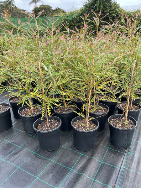 Grevillea 'Ivanhoe'