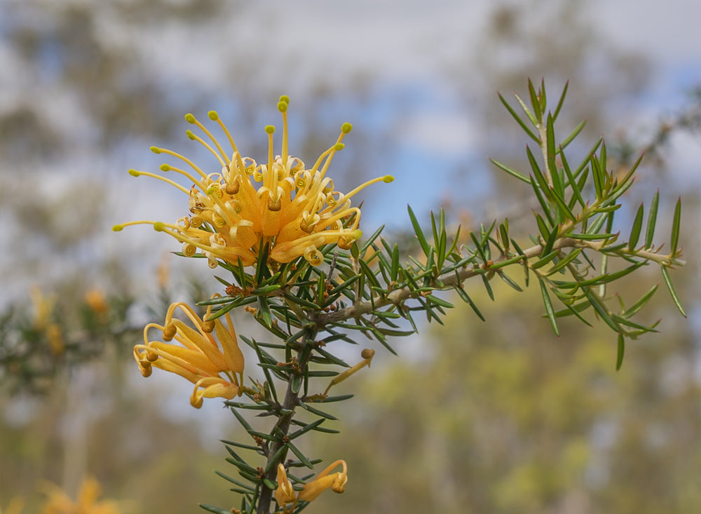 Grevillea Juniperina × Grevillea Rhyolitica 'Sunkissed' (Sunkissed Grevillea)
