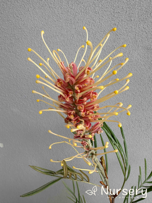 Grevillea 'Kay Williams'