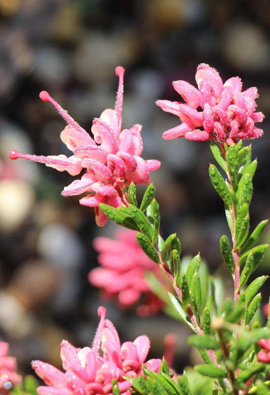 Grevillea Lanigera (Woolly Grevillea)