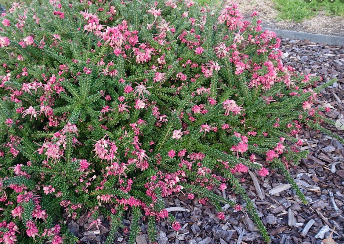 Grevillea Lanigera (Woolly Grevillea)