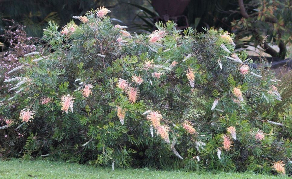 Grevillea ‘Lemon Baby’ (Lemon Baby Grevillea)