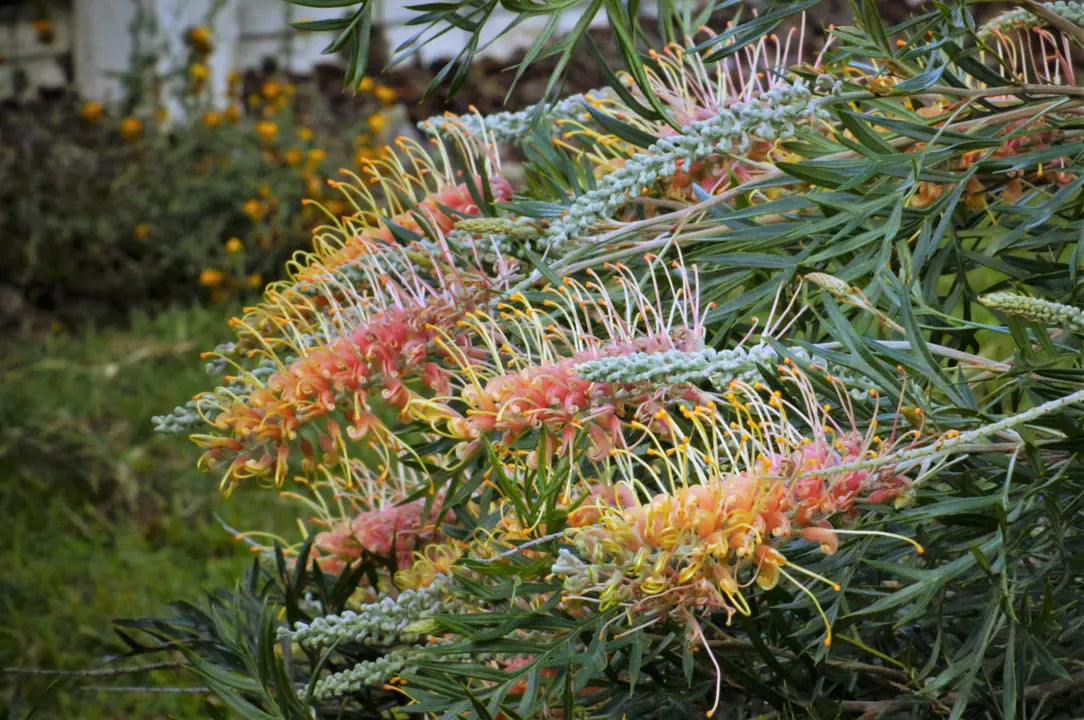 Grevillea ‘Lemon Baby’ (Lemon Baby Grevillea)