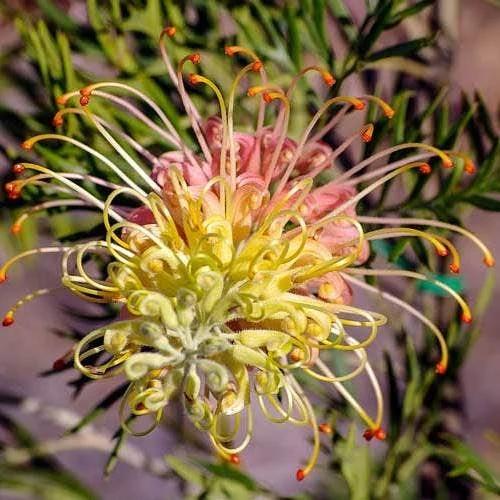 Grevillea ‘Lemon Baby’ (Lemon Baby Grevillea)