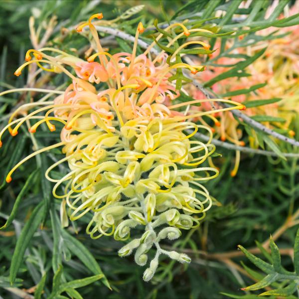 Grevillea ‘Lemon Baby’ (Lemon Baby Grevillea)