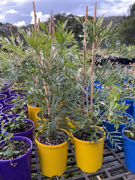Grevillea ‘Lemon Baby’ (Lemon Baby Grevillea)