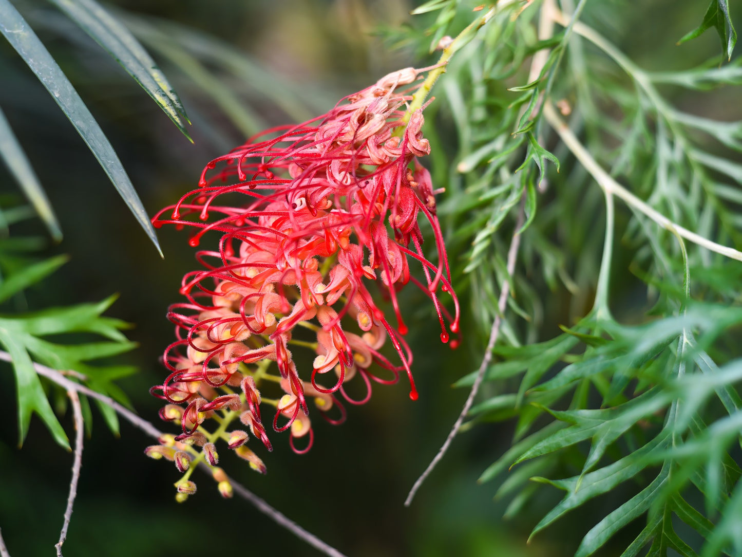 Grevillea ‘Ned Kelly’ (Ned Kelly Grevillea)