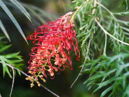 Grevillea ‘Ned Kelly’ (Ned Kelly Grevillea)