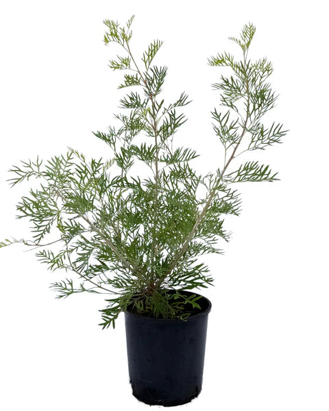 Grevillea ‘Ned Kelly’ (Ned Kelly Grevillea)