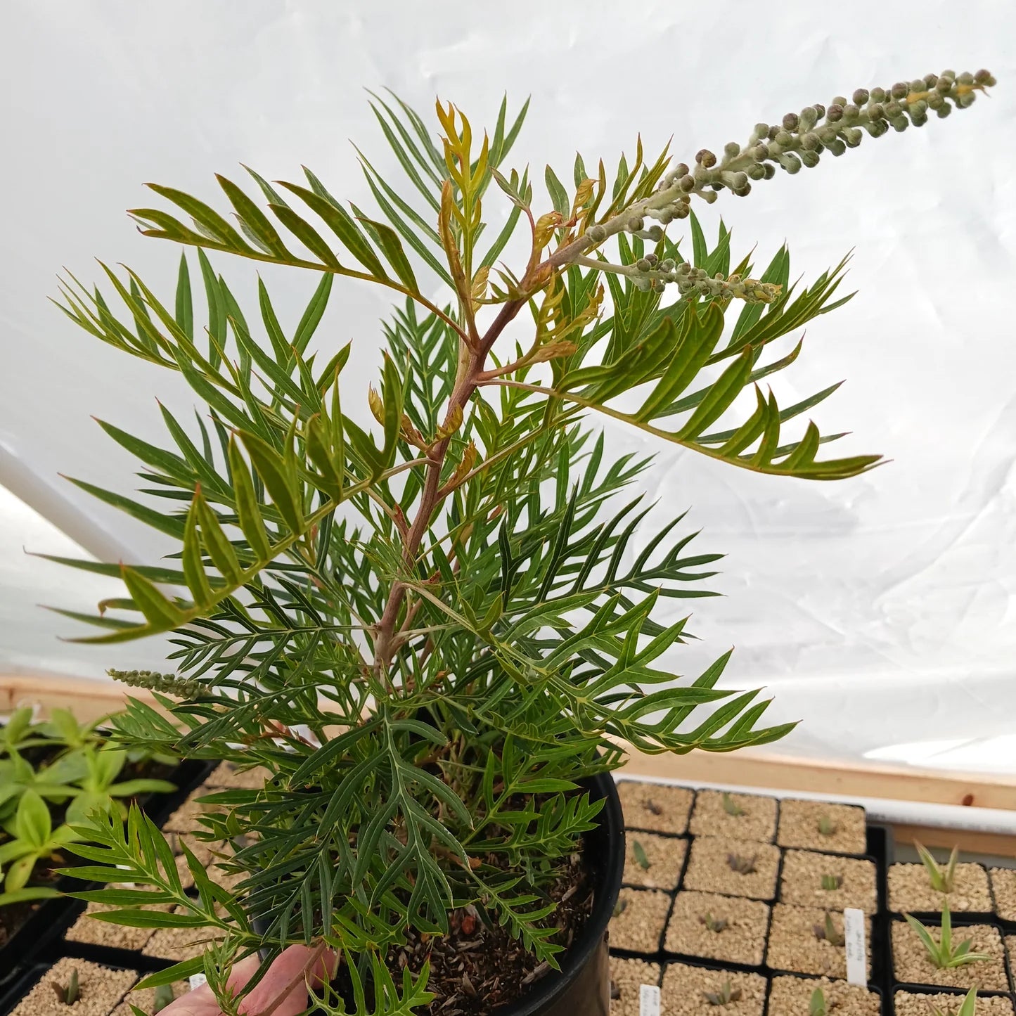 Grevillea ‘Ned Kelly’ (Ned Kelly Grevillea)
