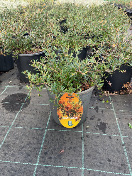 Grevillea Ilicifolia × Juniperina ‘Old Gold’ (Old Gold Grevillea)