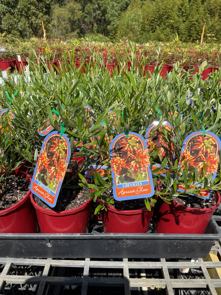 Grevillea Olivacea ‘Apricot Glow’ (Apricot Glow Grevillea)