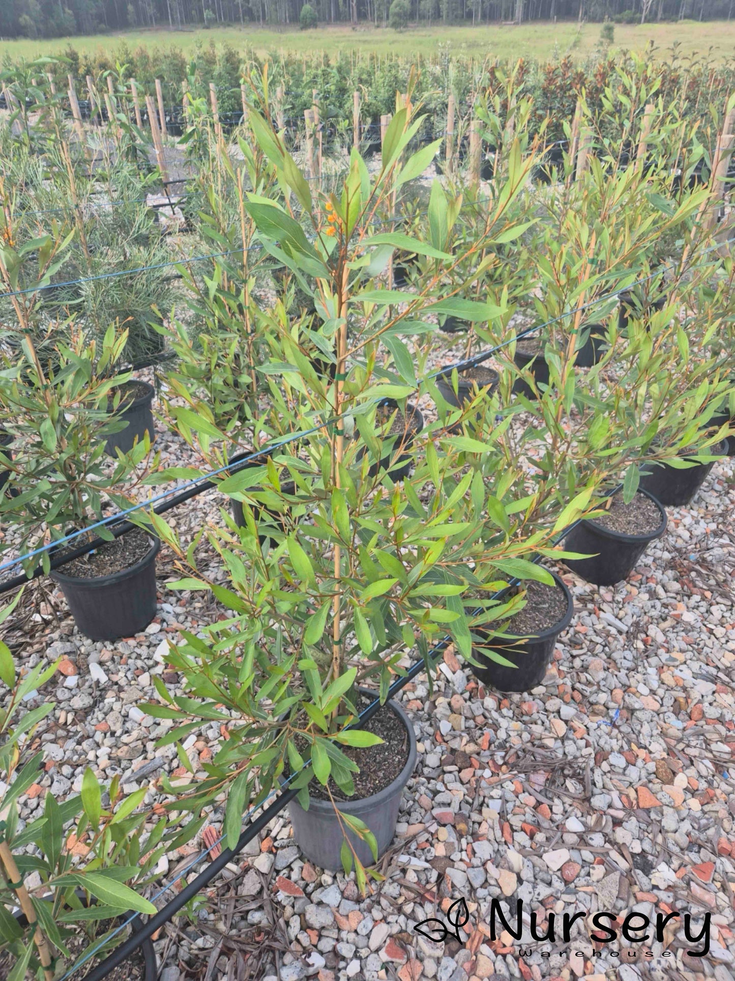 Grevillea ‘Orange Marmalade’