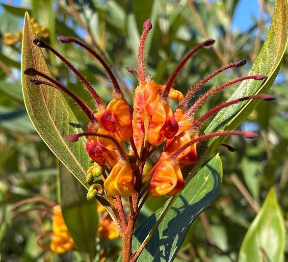 Grevillea ‘Orange Marmalade’ (Orange Marmalade Grevillea)