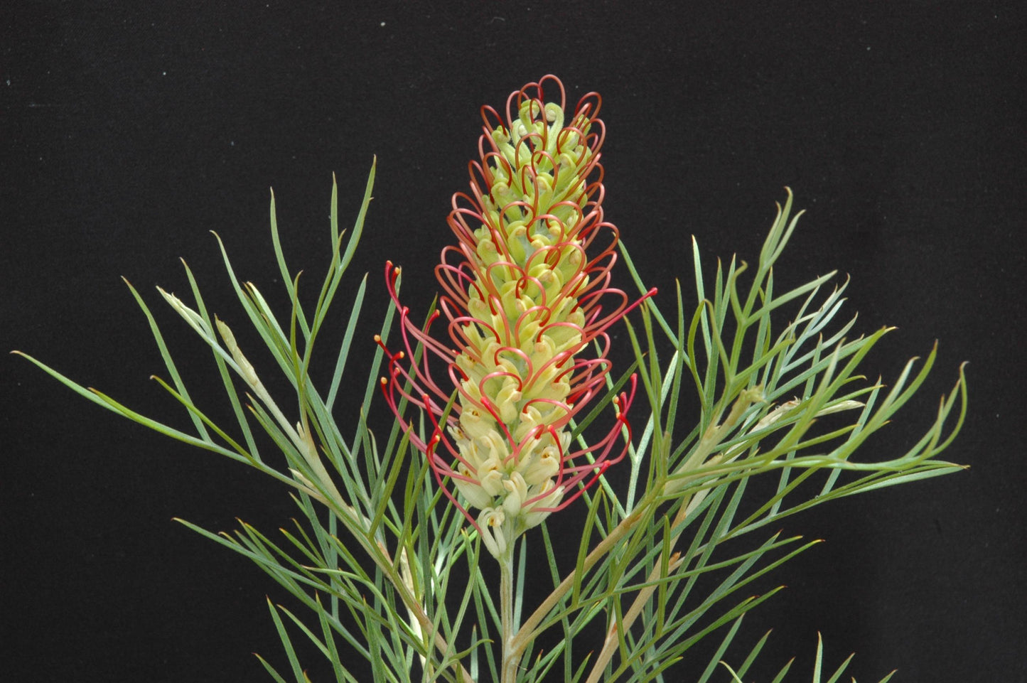 Grevillea ‘Outback Sunrise’