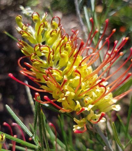 Grevillea ‘Outback Sunrise’
