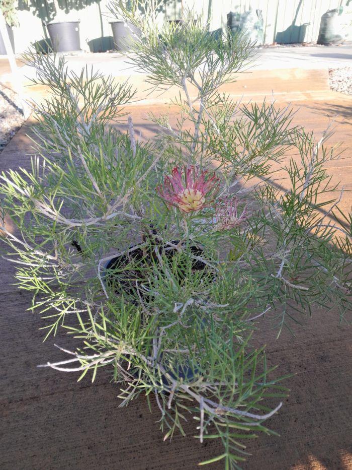 Grevillea ‘Outback Sunrise’
