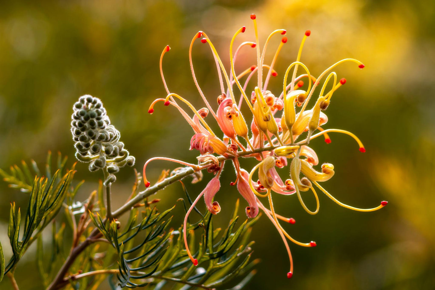 Grevillea 'Peaches & Cream' (Peaches & Cream Grevillea)
