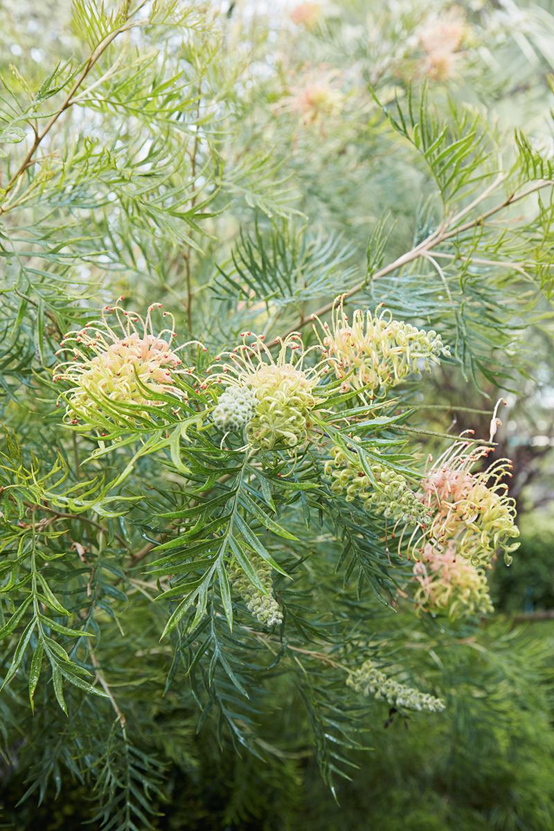 Grevillea 'Peaches & Cream' (Peaches & Cream Grevillea)