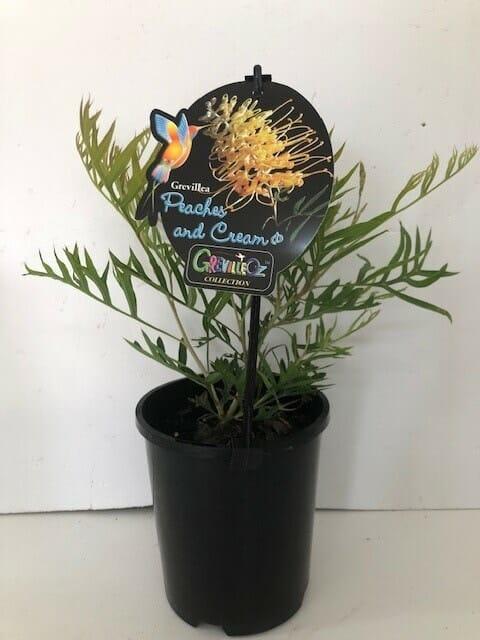 Grevillea 'Peaches & Cream' (Peaches & Cream Grevillea)