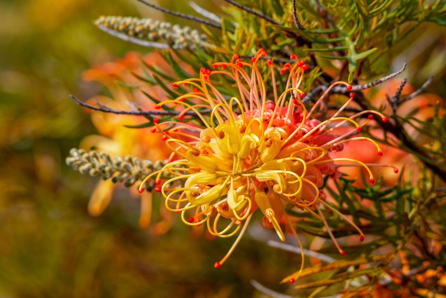 Grevillea 'Peaches & Cream' (Peaches & Cream Grevillea)