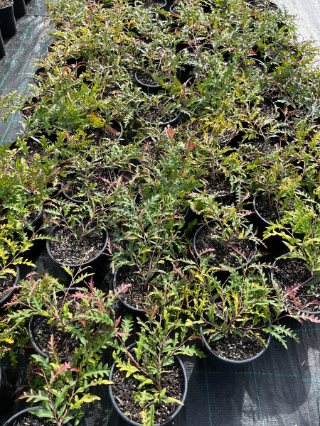 Grevillea 'Poorinda Royal Mantle'
