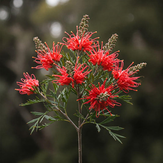 Grevillea ‘Red Coral’ (Red Coral Grevillea)