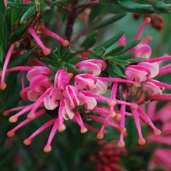 Grevillea 'Rosy's Baby' (Rosy's Baby Grevillea)