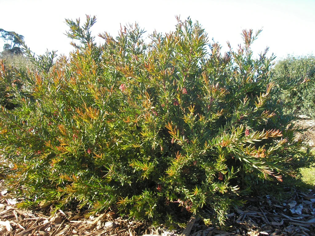 Grevillea 'Rosy's Baby' (Rosy's Baby Grevillea)