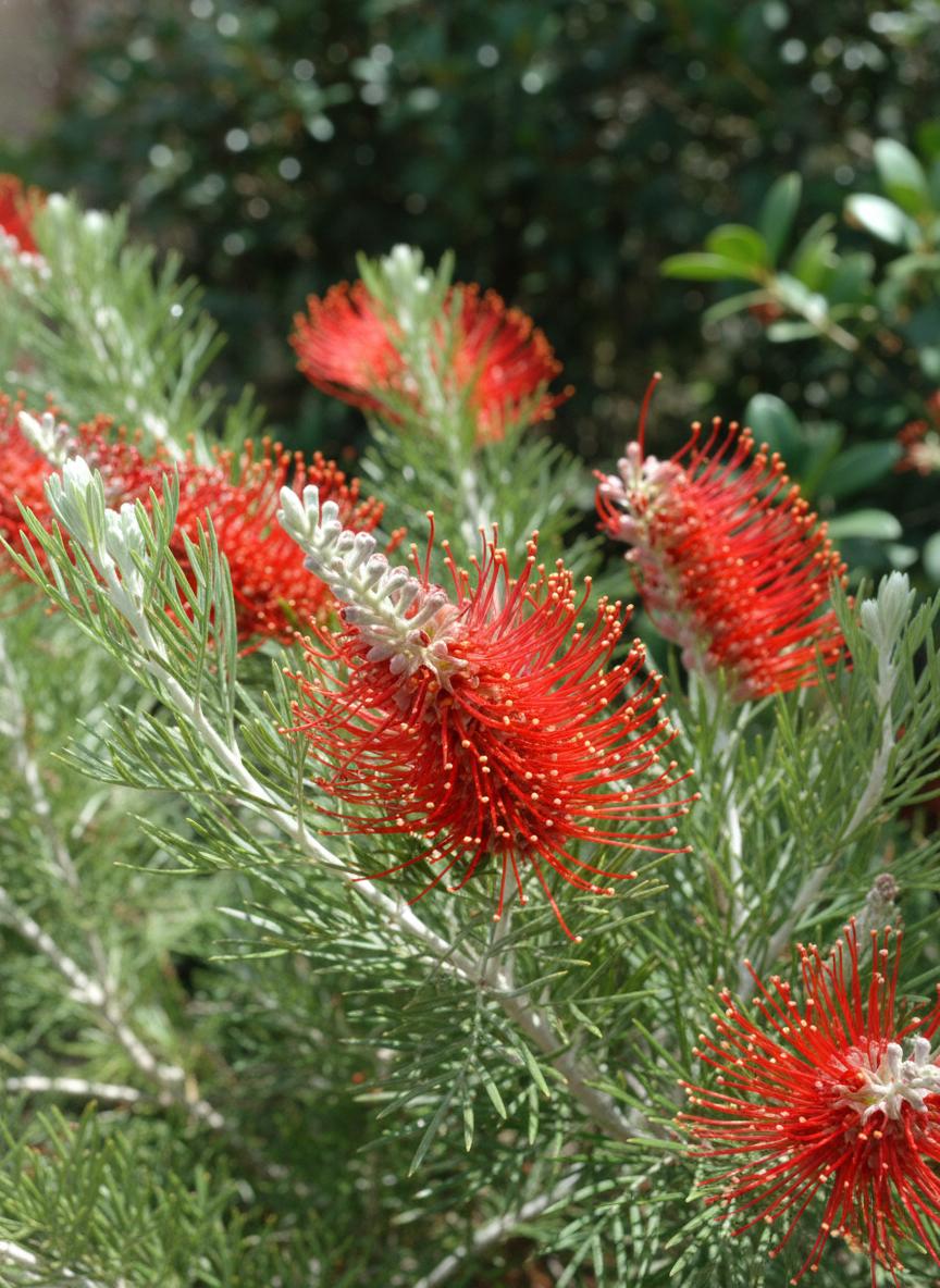 Grevillea ‘Scarlet Moon’ (Standard Form)