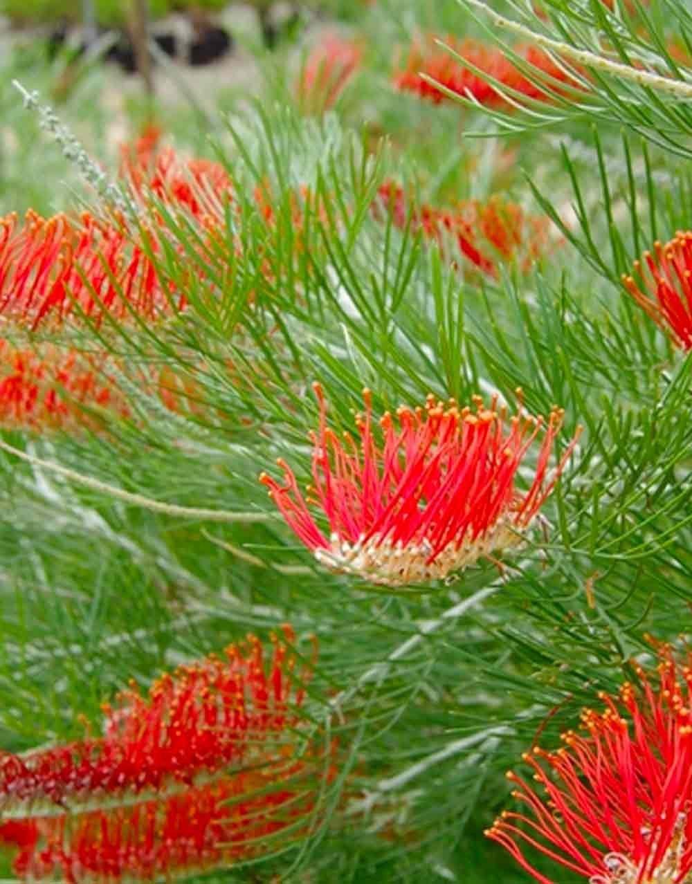 Grevillea ‘Scarlet Moon’ (Standard Form)