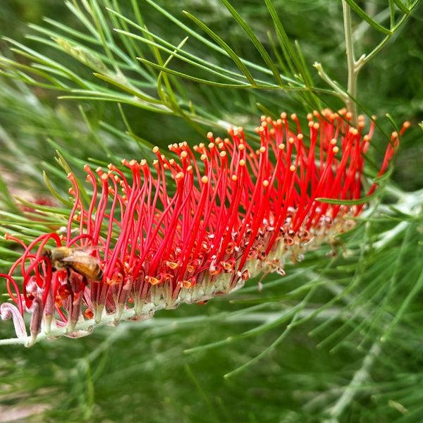 Grevillea ‘Scarlet Moon’ (Standard Form)