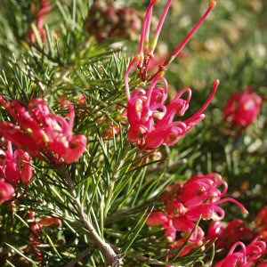 Grevillea ‘Scarlet Sprite’