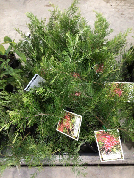 Grevillea 'Silk Carpet'