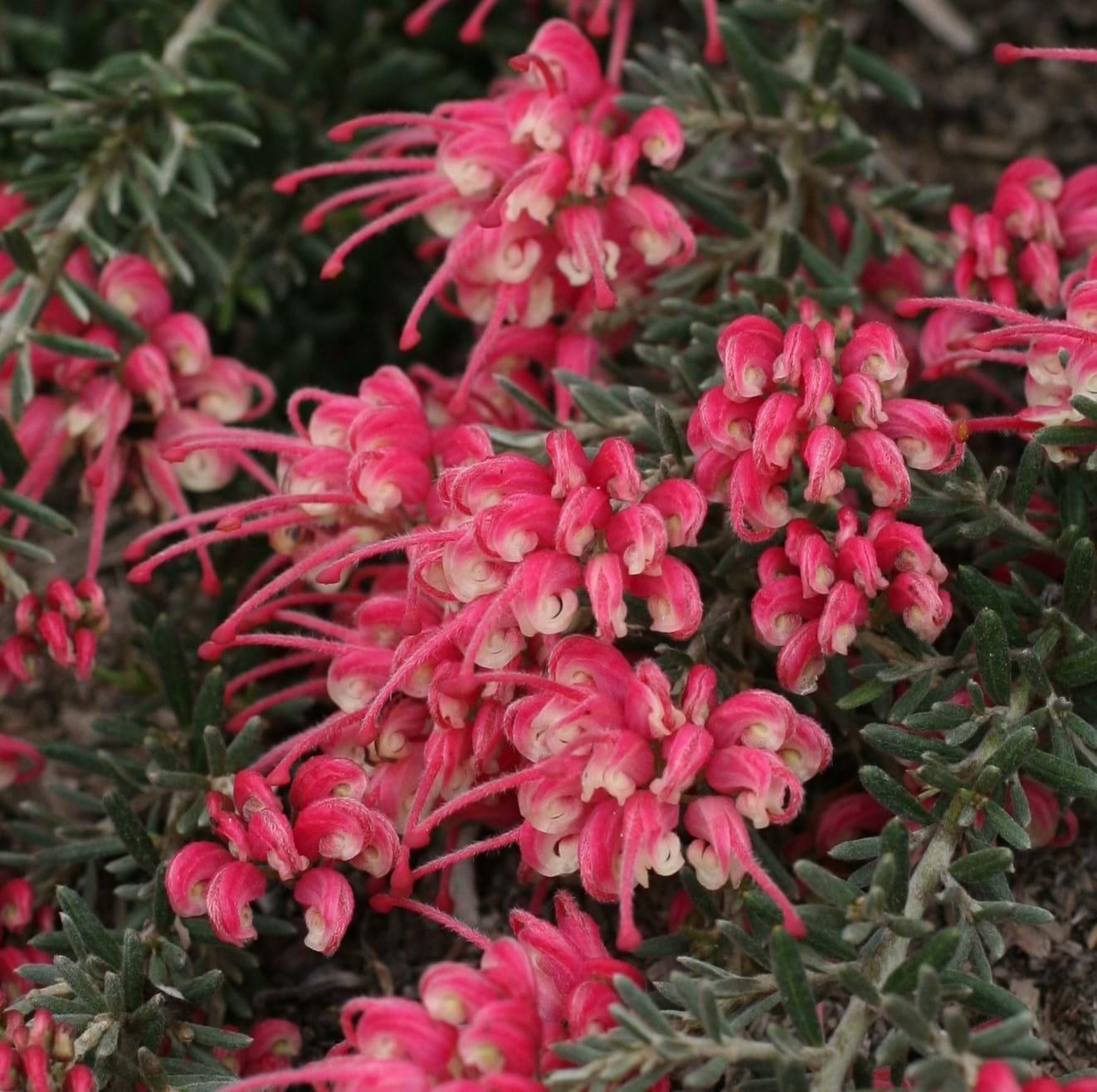 Grevillea ‘Strawberry Smoothie’ (Strawberry Smoothie Grevillea)