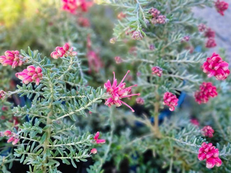 Grevillea ‘Strawberry Smoothie’ (Strawberry Smoothie Grevillea)