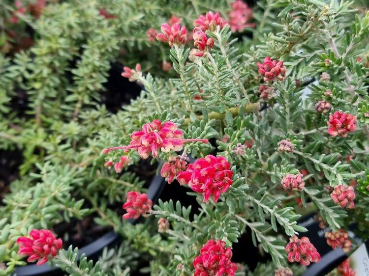 Grevillea ‘Strawberry Smoothie’ (Strawberry Smoothie Grevillea)