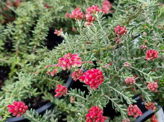 Grevillea ‘Strawberry Smoothie’ (Strawberry Smoothie Grevillea)
