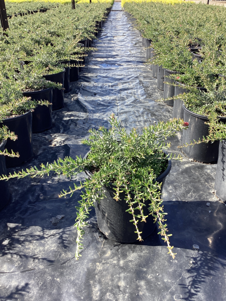 Grevillea ‘Strawberry Smoothie’ (Strawberry Smoothie Grevillea)