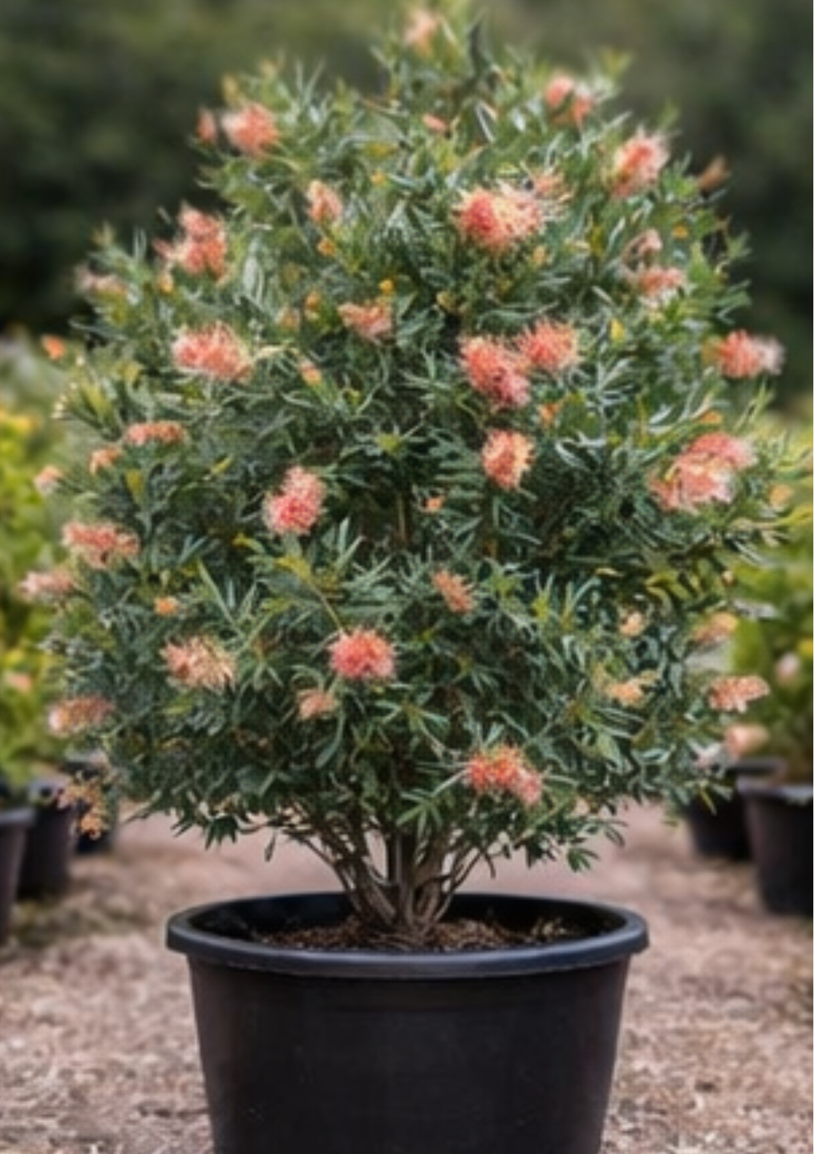 Grevillea ‘Superb’ (Superb Grevillea)
